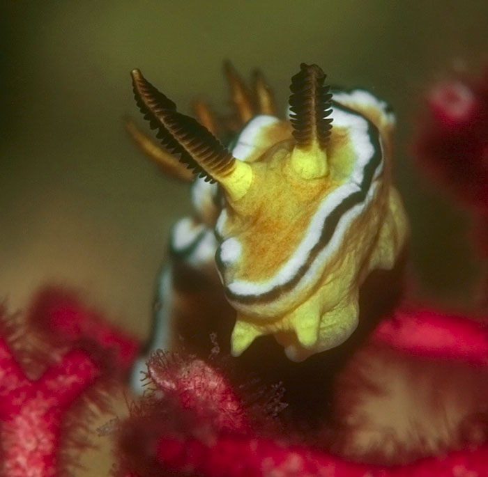 Glossodoris sibogae